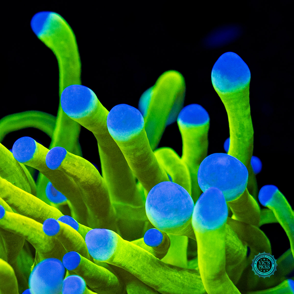 Balloon Blue Bubble Tipped Torch