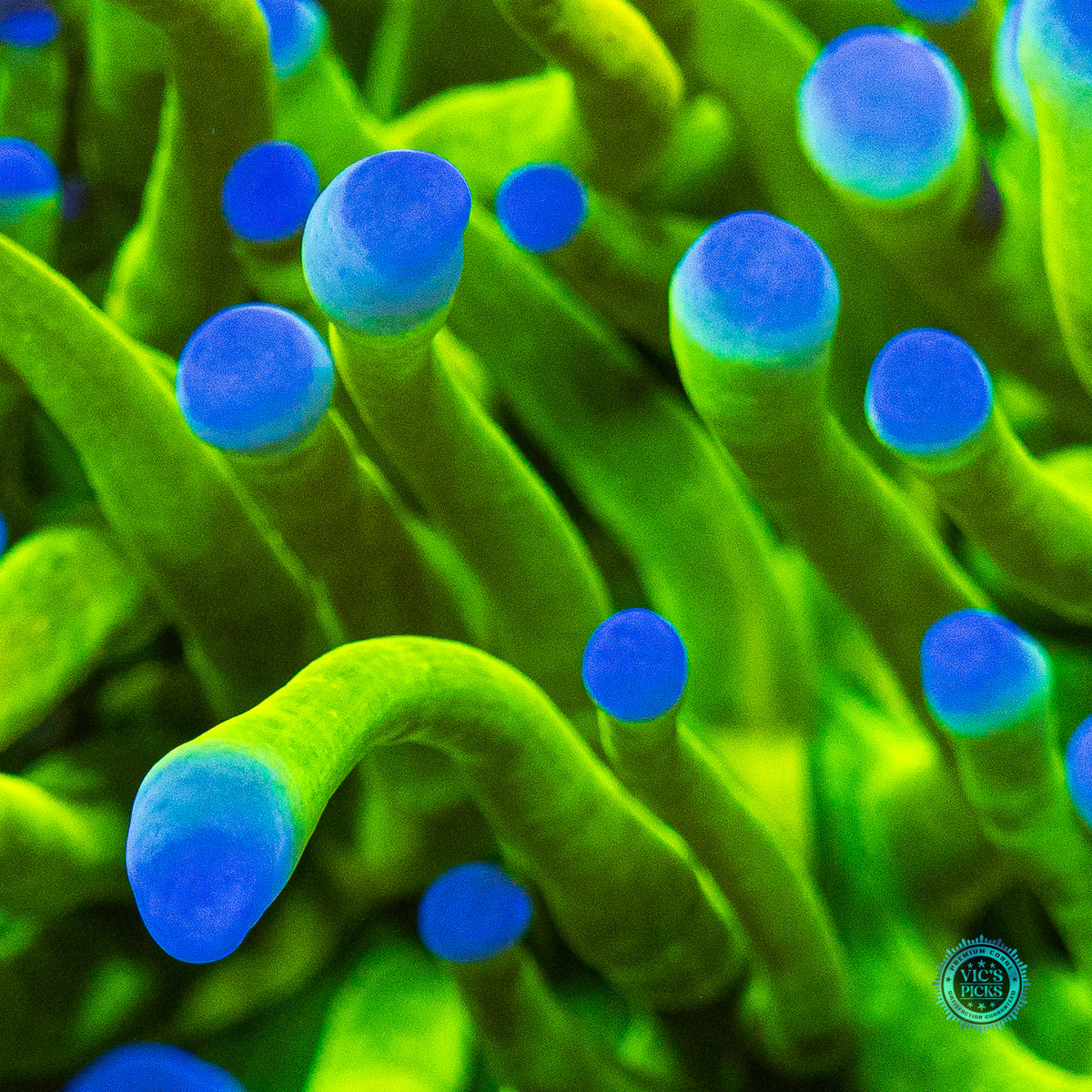 Balloon Blue Bubble Tipped Torch