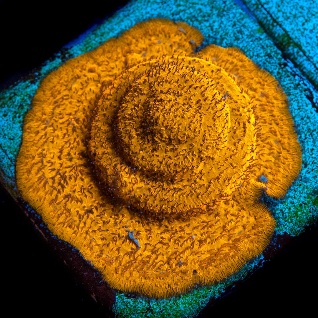 WWC 24K Lithophyllon - Mother Colony Photo
