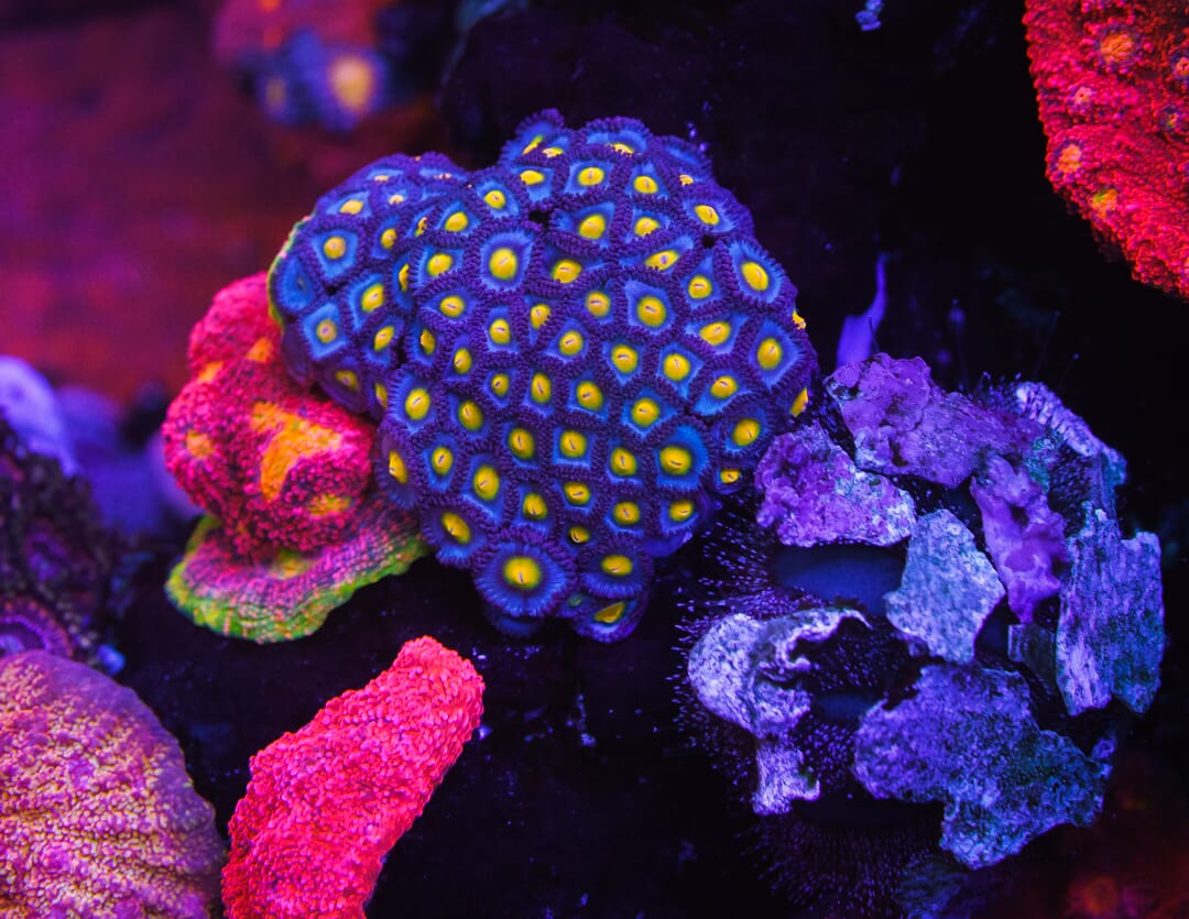 WWC AOI Zoanthids - Mother Colony