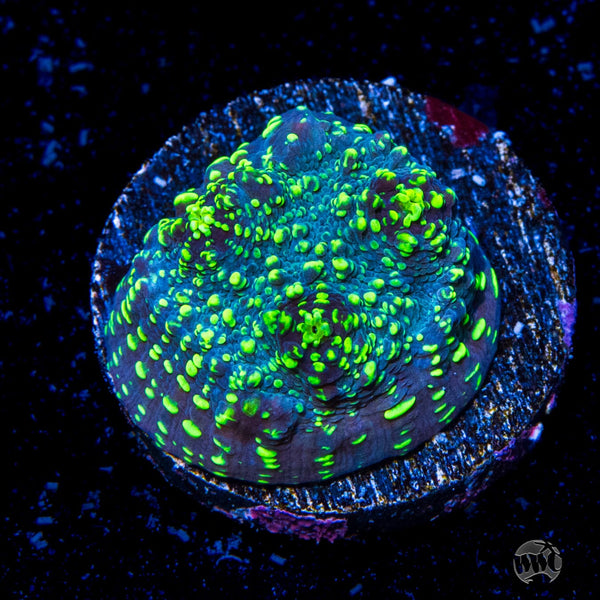 WWC_Acid_Rain_Chalice_grande.