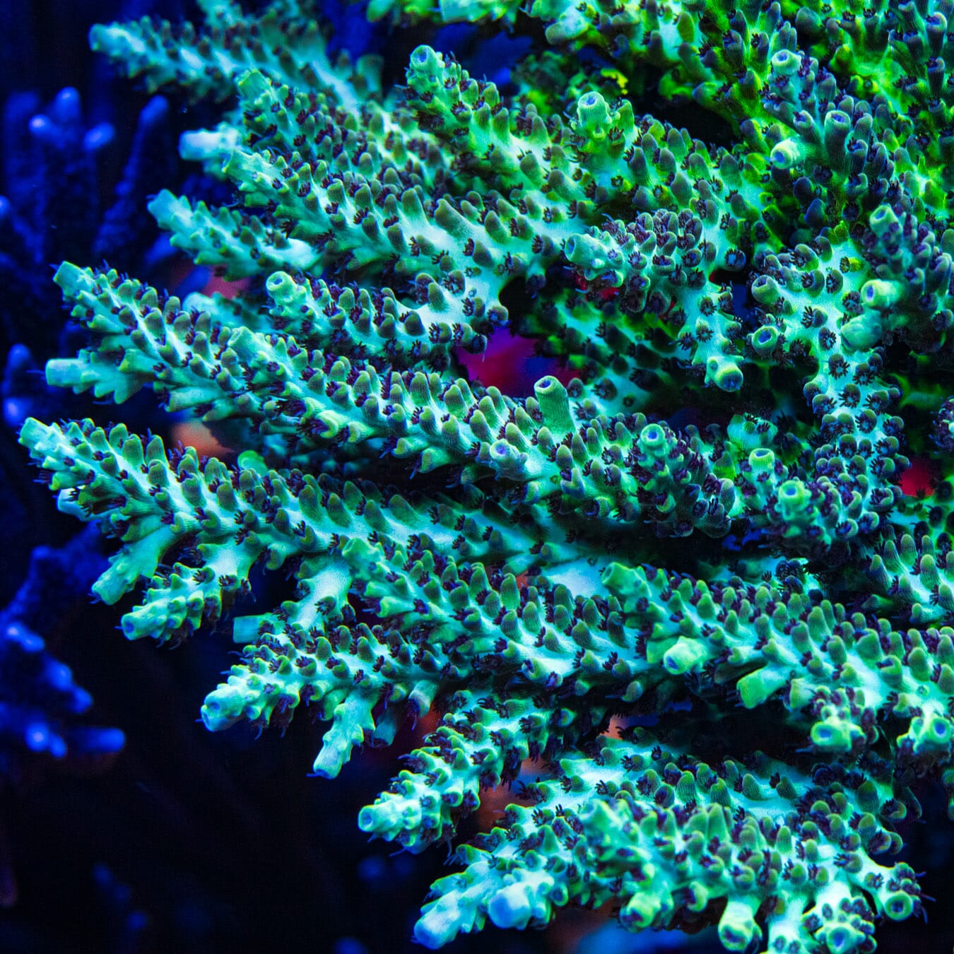 WWC Aussie Weeds Acropora - Mother Colony Photo