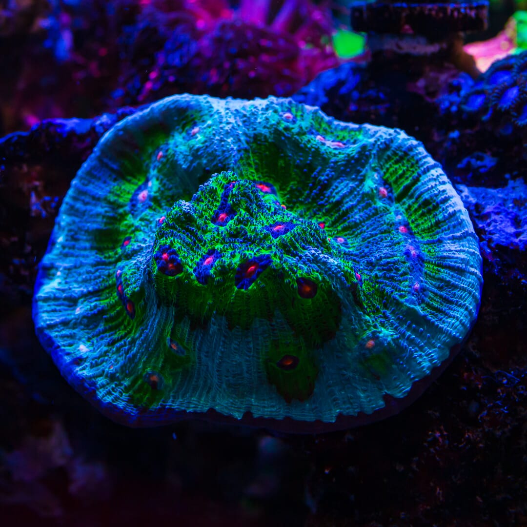 WWC Avatar Chalice - Mother Colony