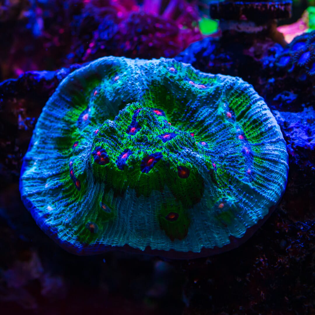 WWC Avatar Coral