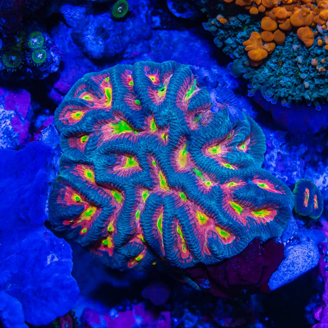 WWC Awesome Rainbow Platygyra - Mother Colony