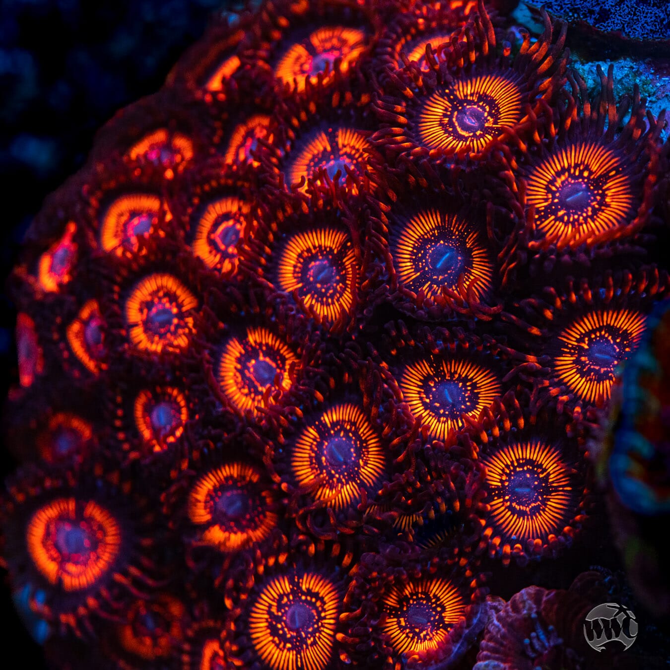 WWC Balrog Zoanthids - Mother Colony Photo