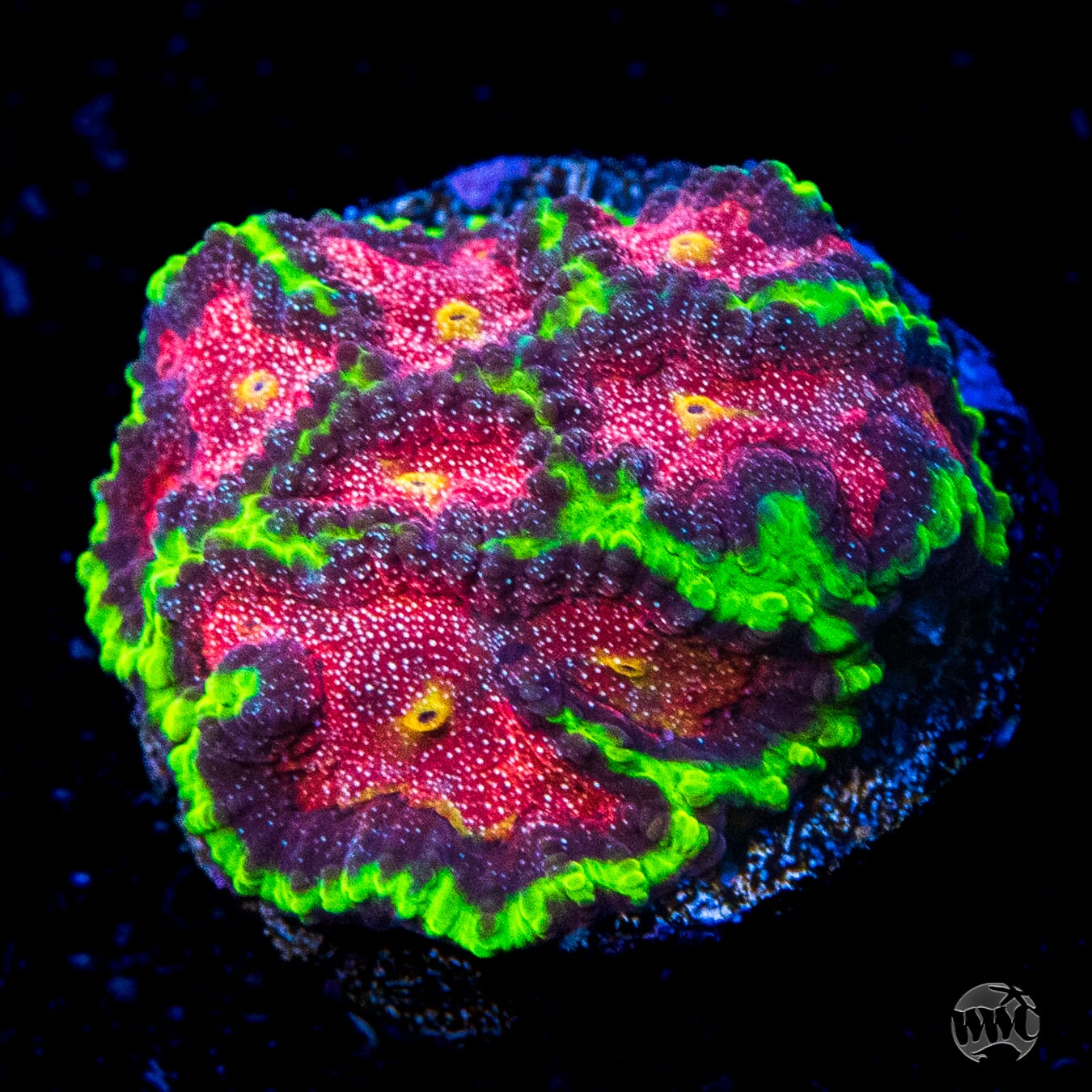 WWC Bejeweled Favites Coral