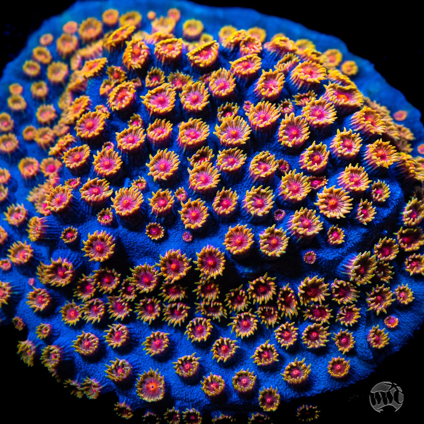 WWC Bizarro Cyphastrea - Mother Colony Photo