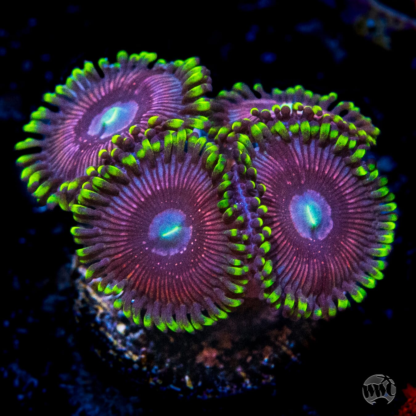 WWC Black Orchids Zoanthids