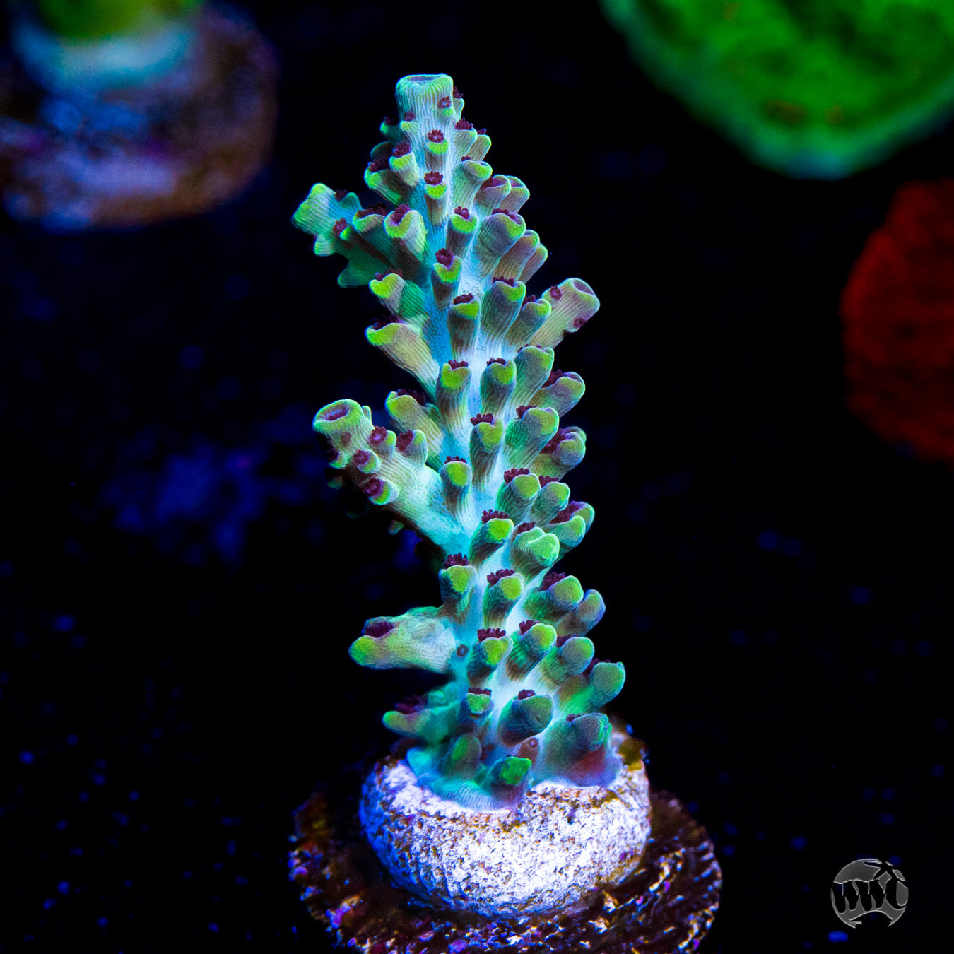 WWC Blazing Banshee Acropora