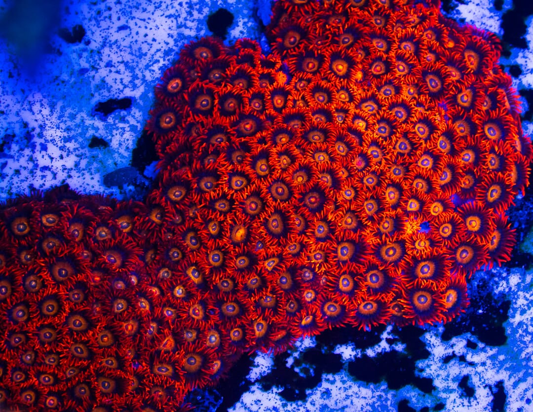 WWC Blondies Zoanthids - Mother Colony