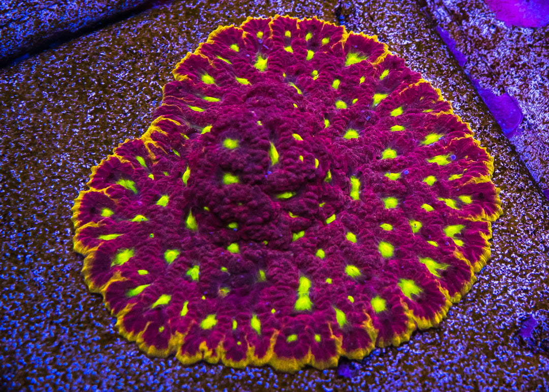 WWC Blood Diamond Favites Coral