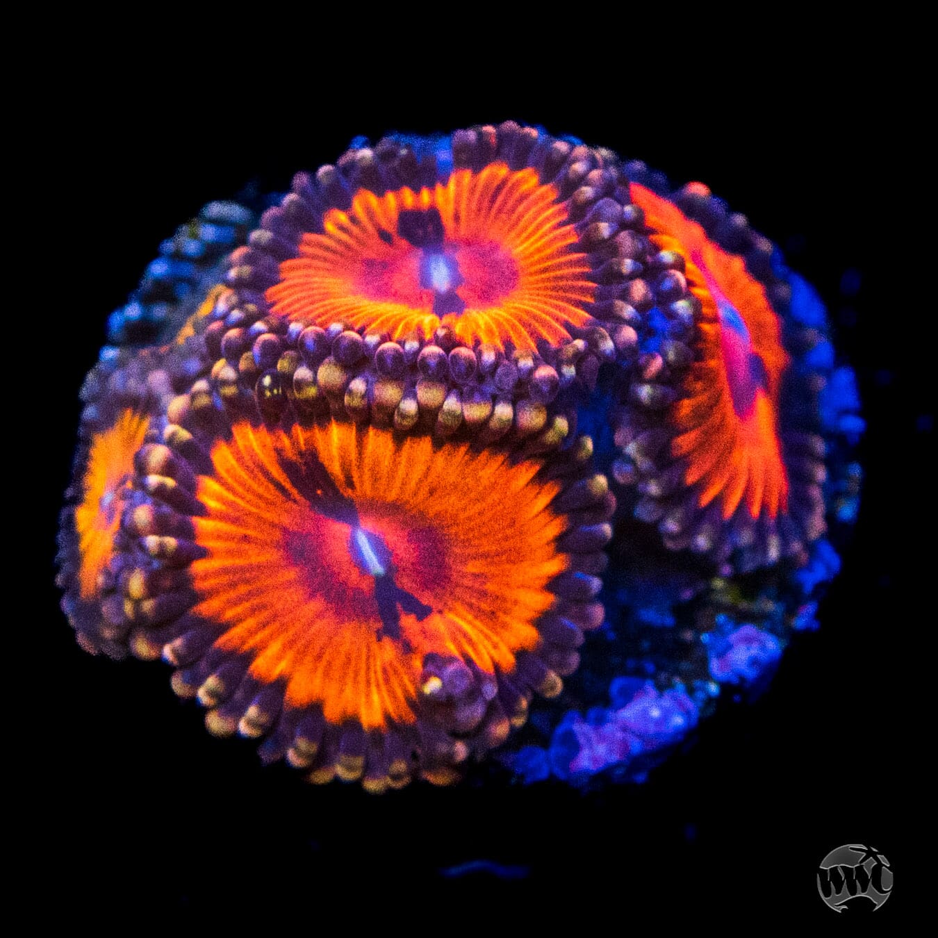 WWC Bloodsuckers Zoanthids