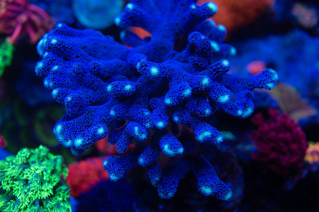 WWC Blue Stylophora Coral | World Wide Corals