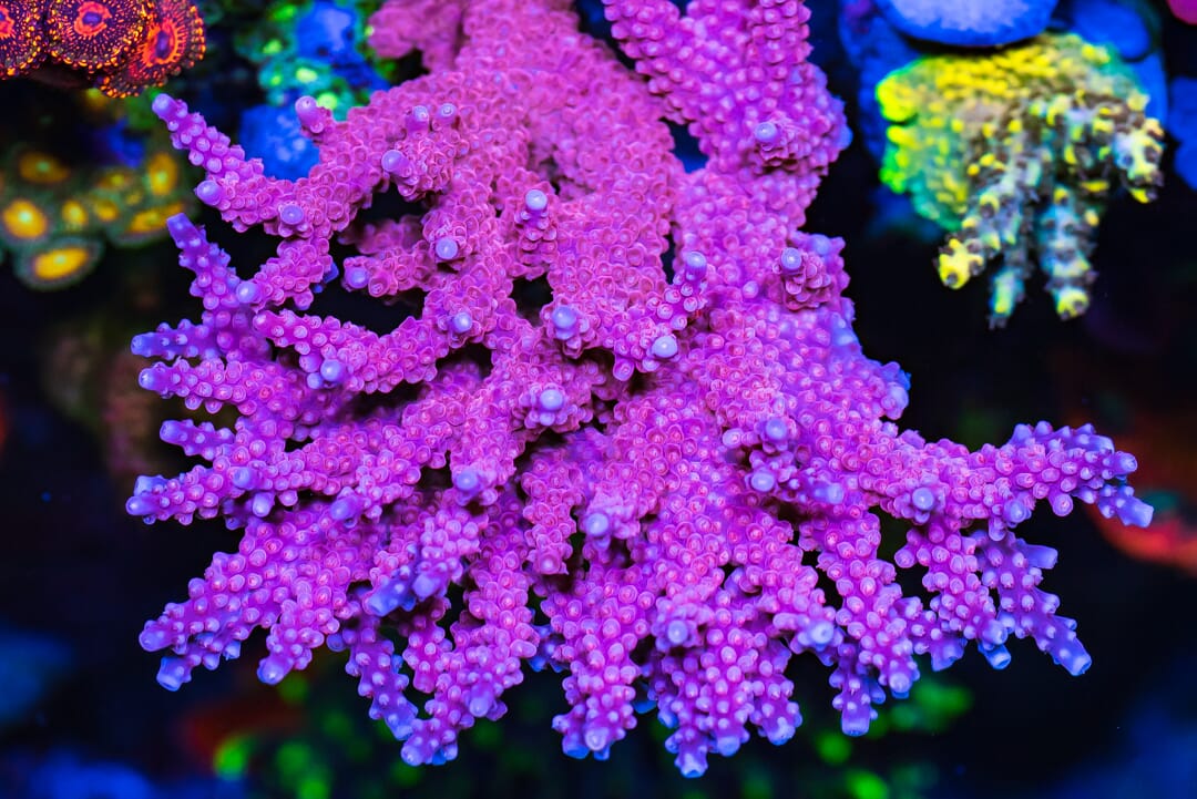 WWC Boomsauce Acropora - Mother Colony Photo