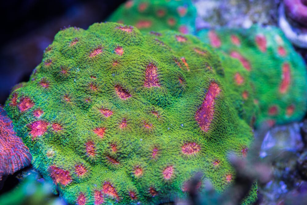 WWC Bubblegum Monster Chalice Coral