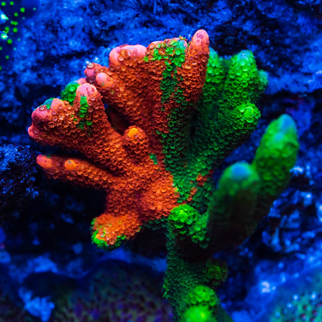 WWC Contraband Grafted Digitata Montipora - Mother Colony