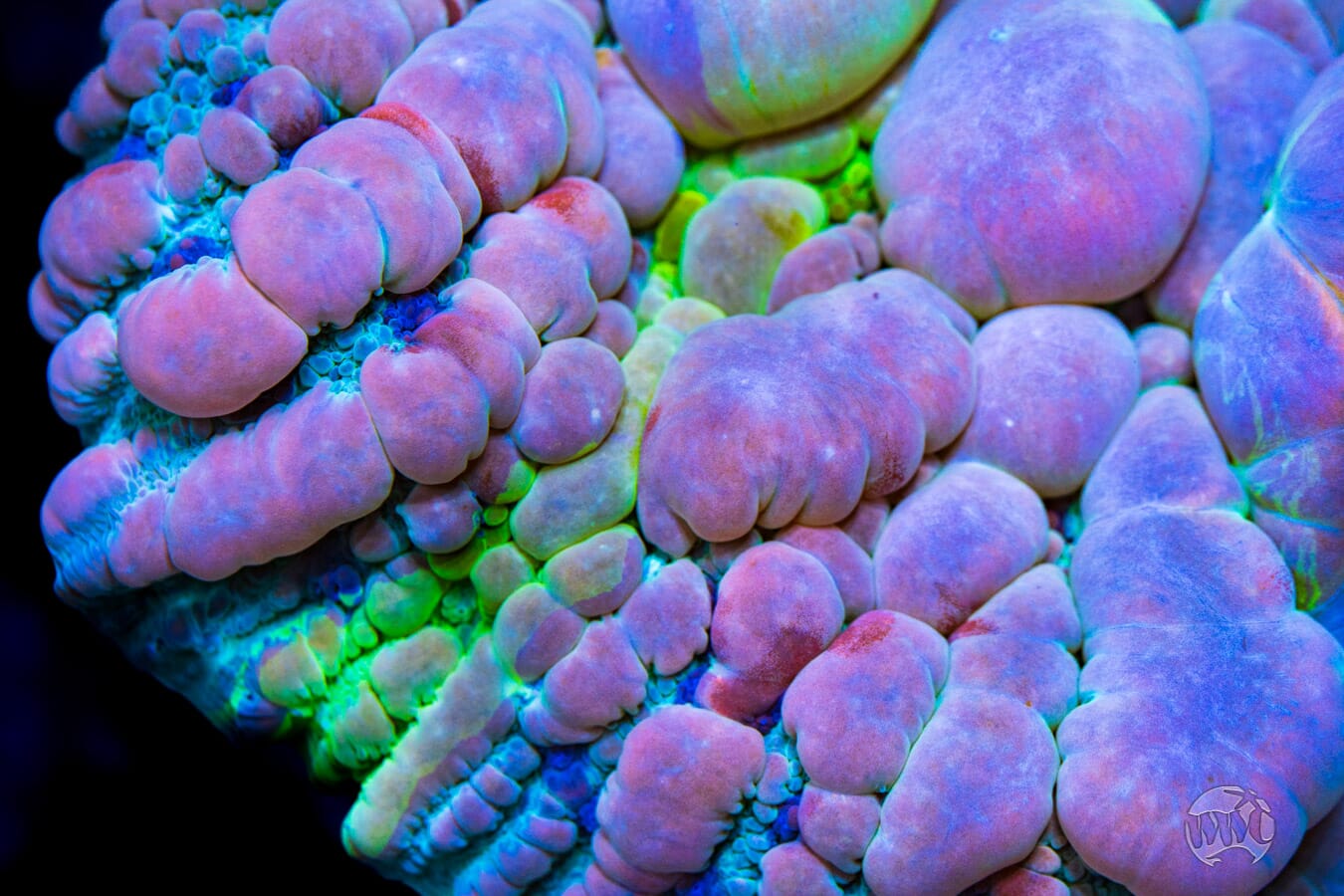WWC Cosmic Candy Bounce Chalice Coral