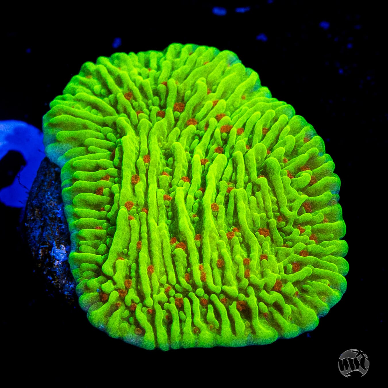 WWC Cousin Eddie's Toxic Montipora