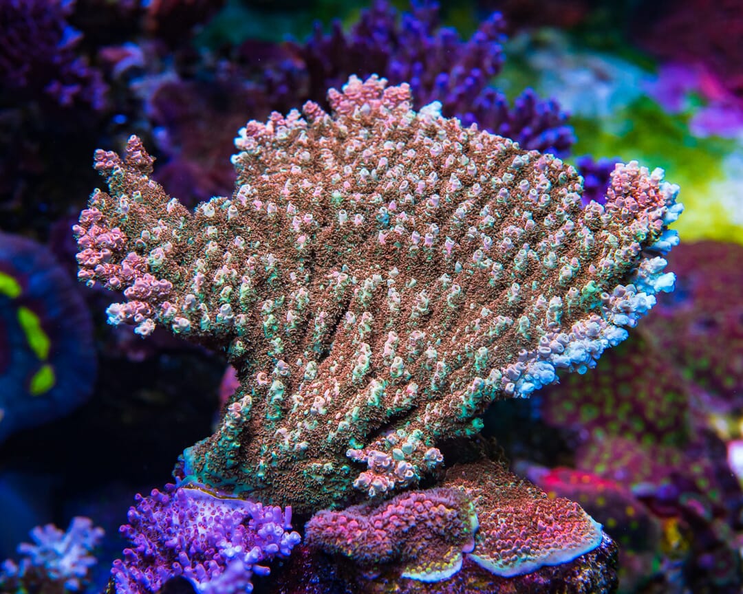 WWC Dirty Love Dreams Acropora