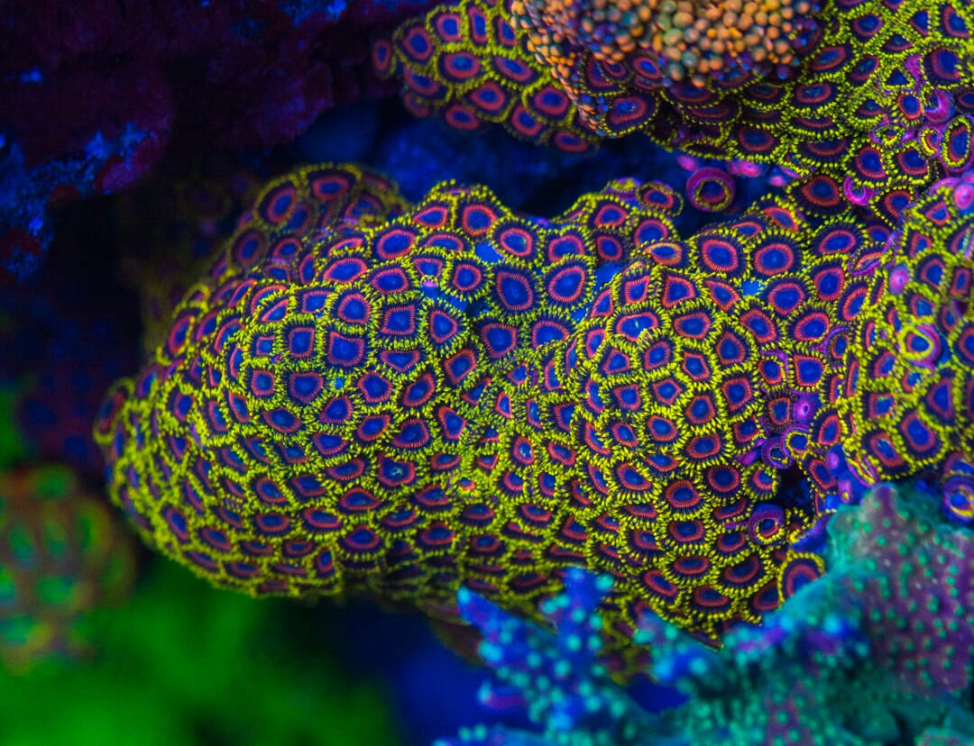 WWC Dragon Ballz Zoanthids - Mother Colony Photo