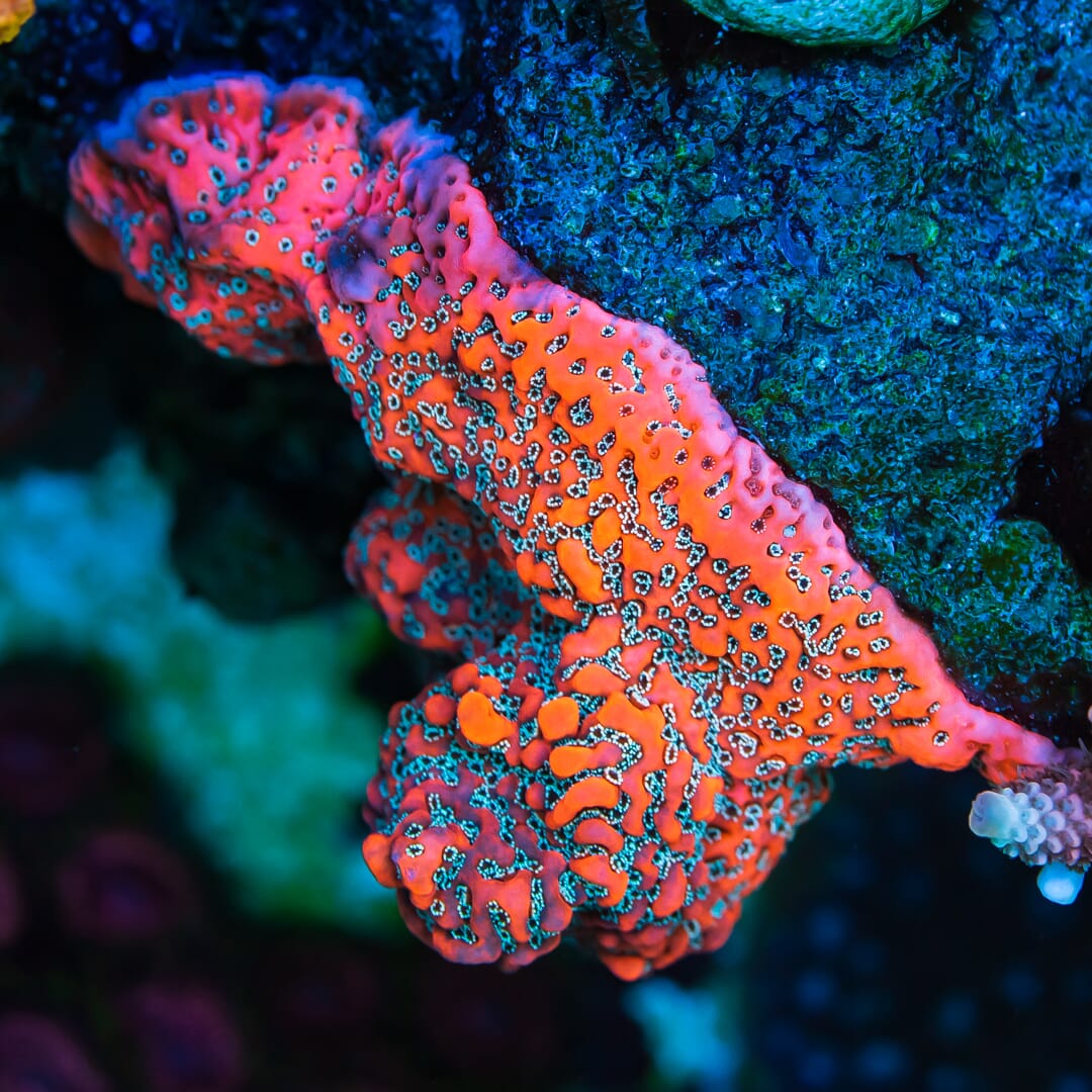 WWC Dragonfruit Montipora Coral