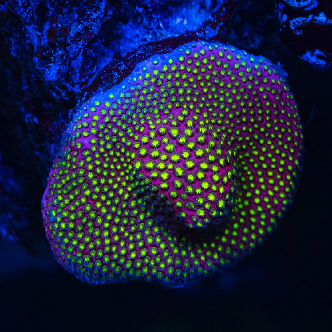 WWC Electric Daisy Stylocoeniella - Mother Colony
