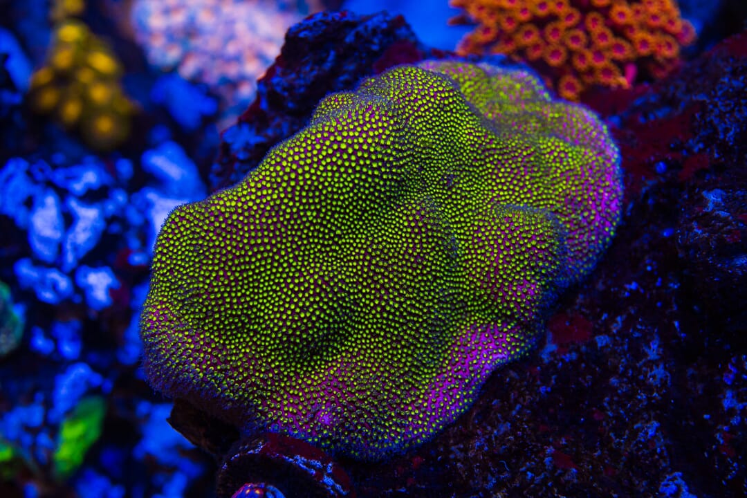 WWC Electric Daisy Stylocoeniella Coral