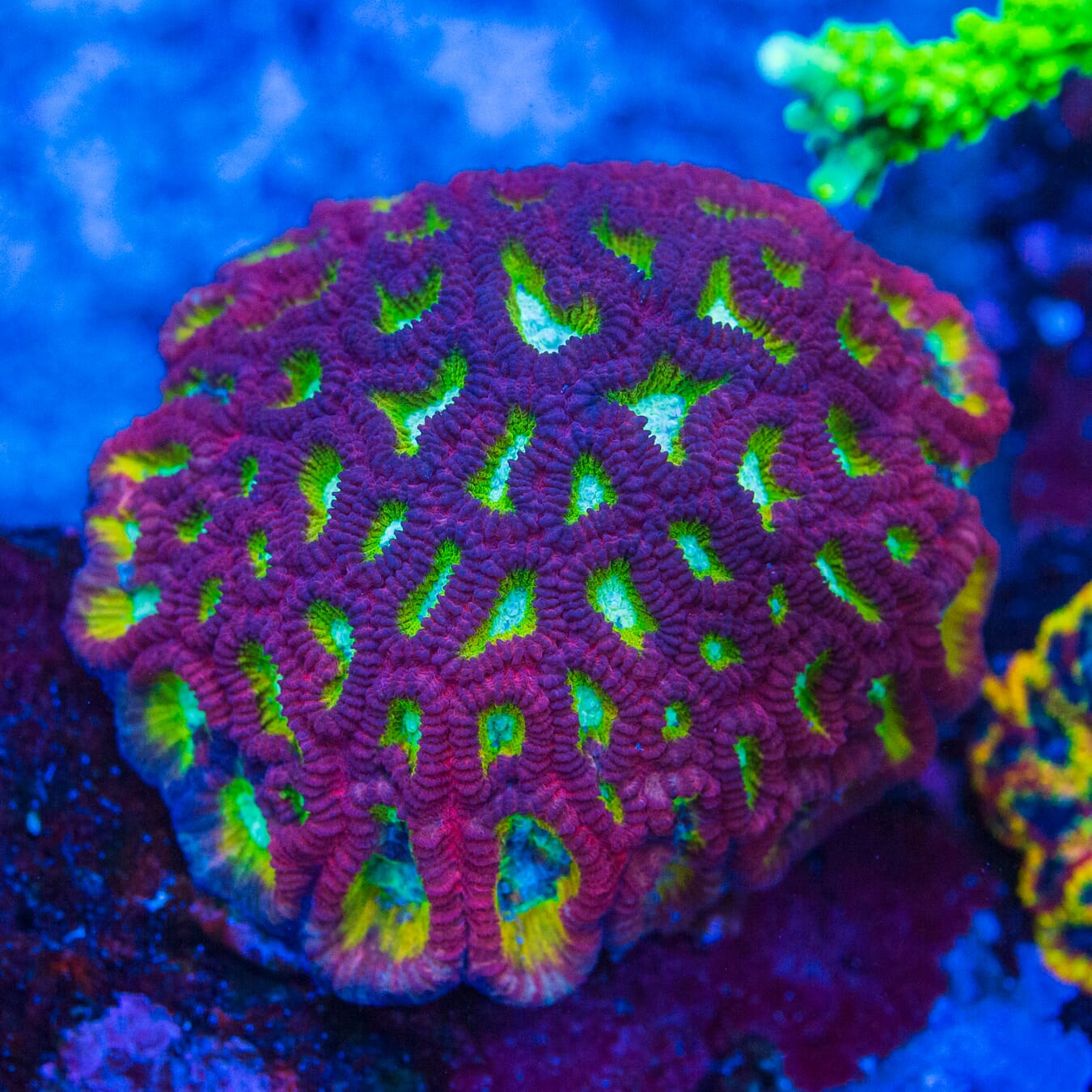 WWC Fantasmo Favia Coral