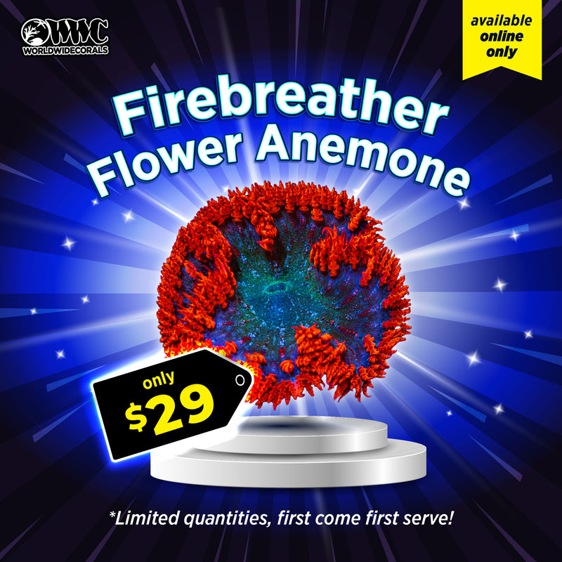WWC Feature Friday - Firebreather Flower Anemone