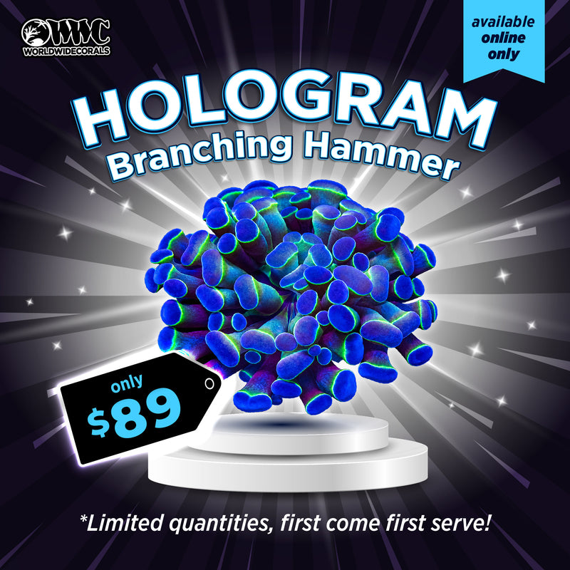 WWC Feature Friday - Hologram Branching Hammer
