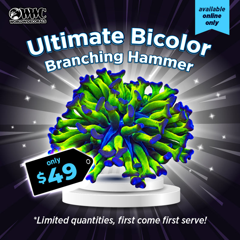 WWC Feature Friday - Ultimate Bicolor Branching Hammer