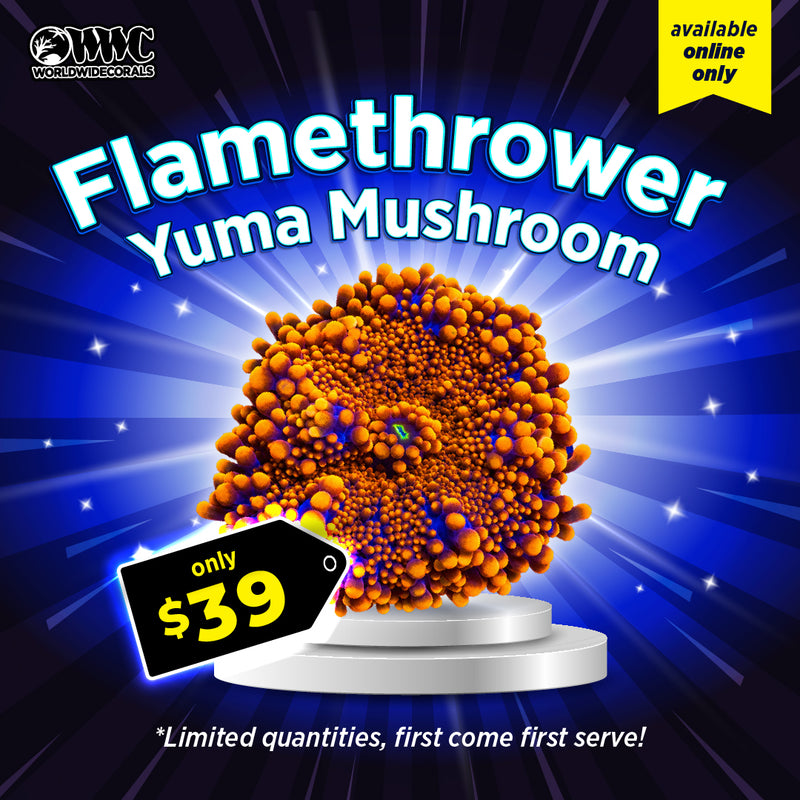 WWC Feature Friday - Flamethrower Yuma Mushroom