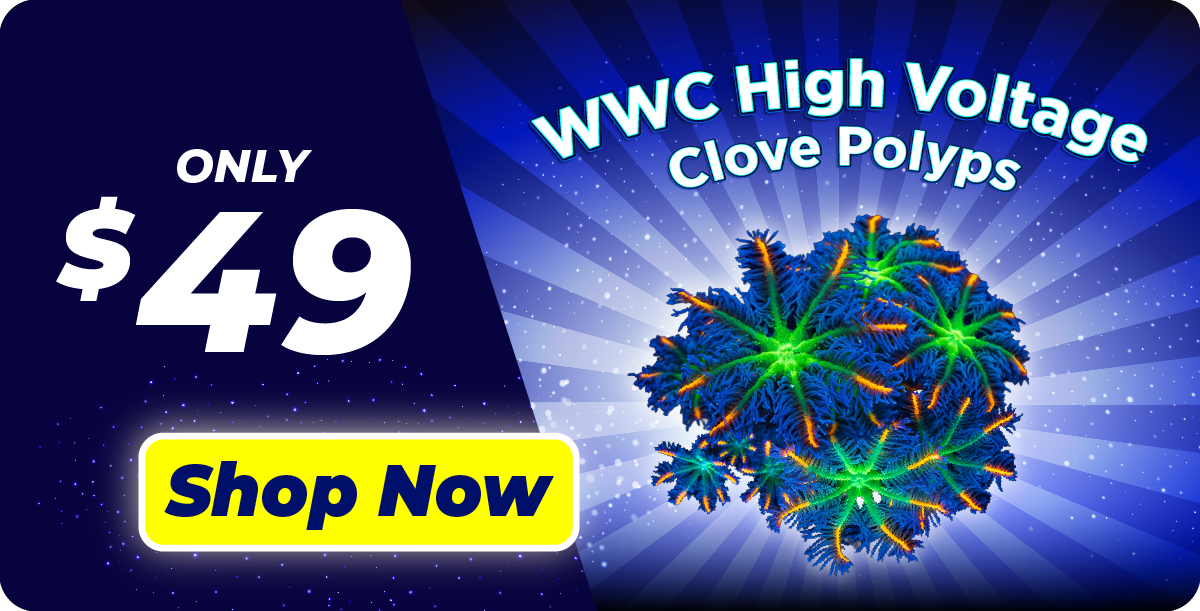 World Wide Corals