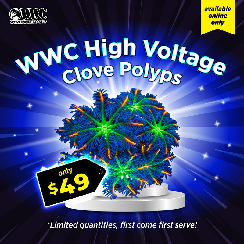 WWC Feature Friday - WWC High Voltage Clove Polyps
