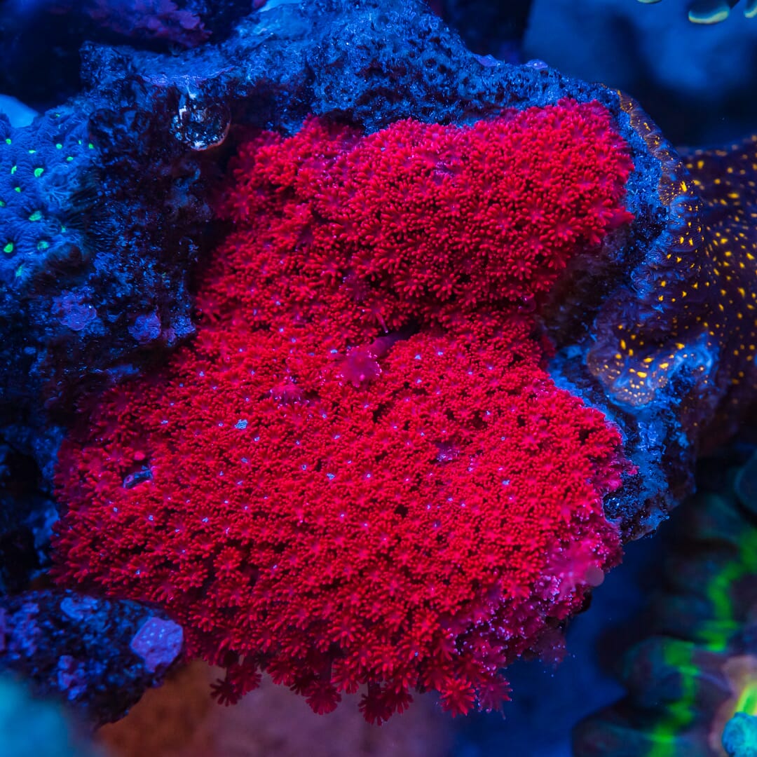 WWC Fire Blast Micro Goniopora - Mother Colony
