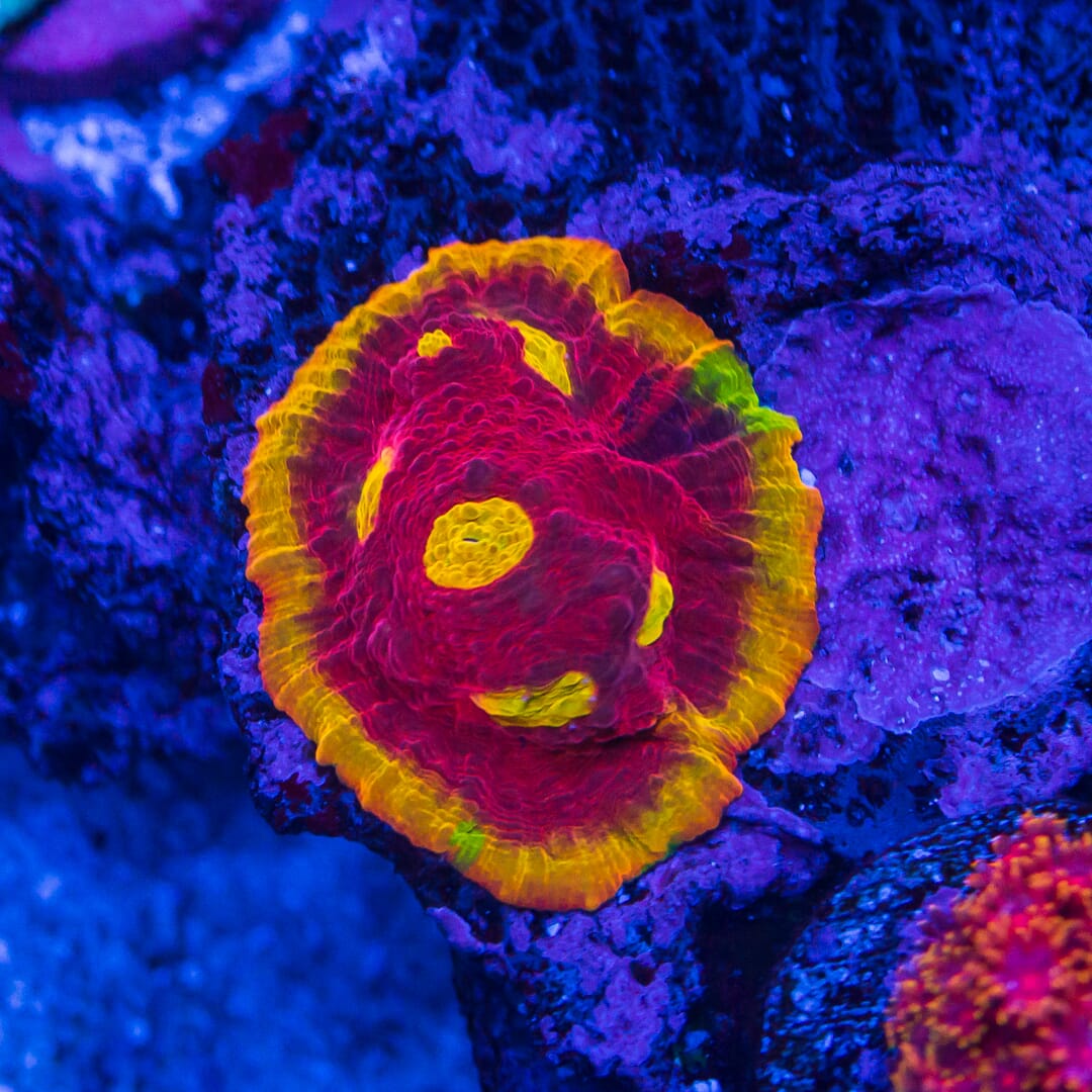 WWC Flamethrower Chalice - Mother Colony Photo