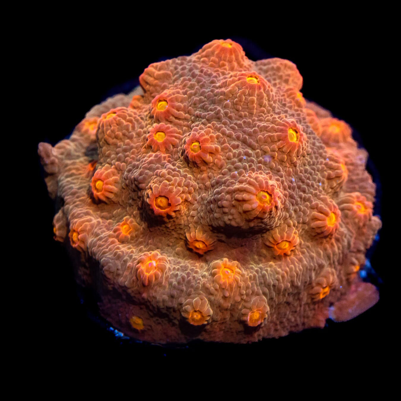 WWC Flicka Flame Cyphastrea Coral