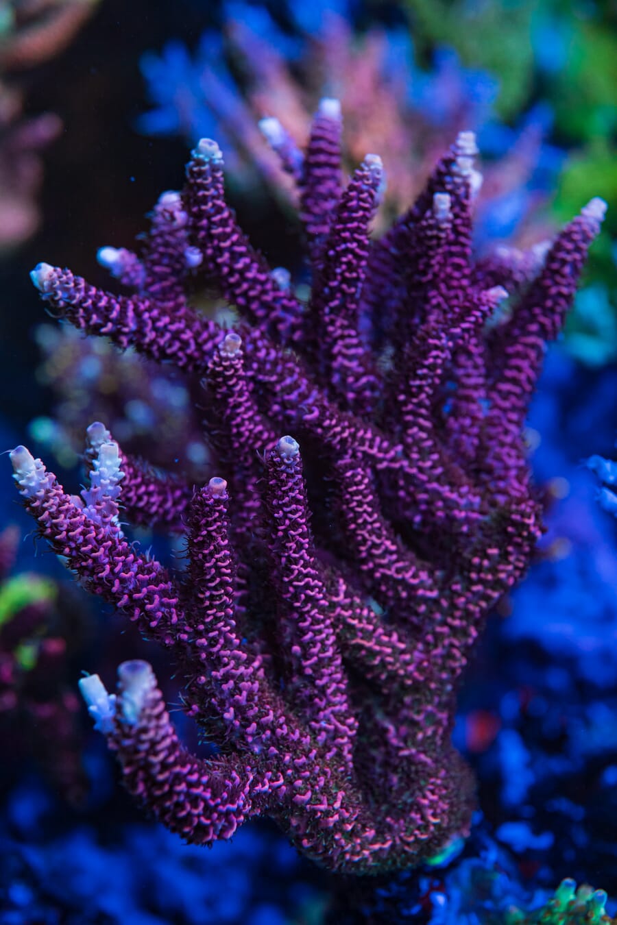WWC Fruit Fusion Mille Acropora - Mother Colony