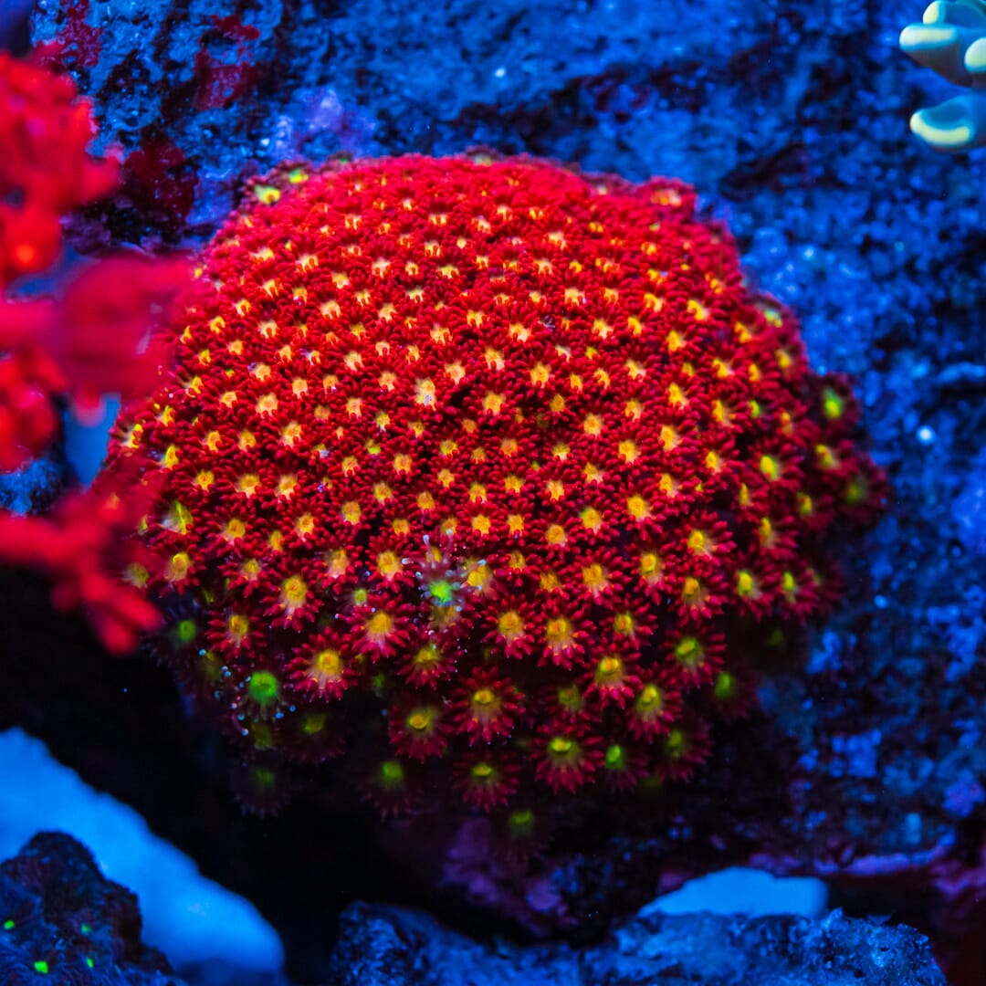 WWC Fruit Loopz Micro Goniopora - Mother Colony Photo