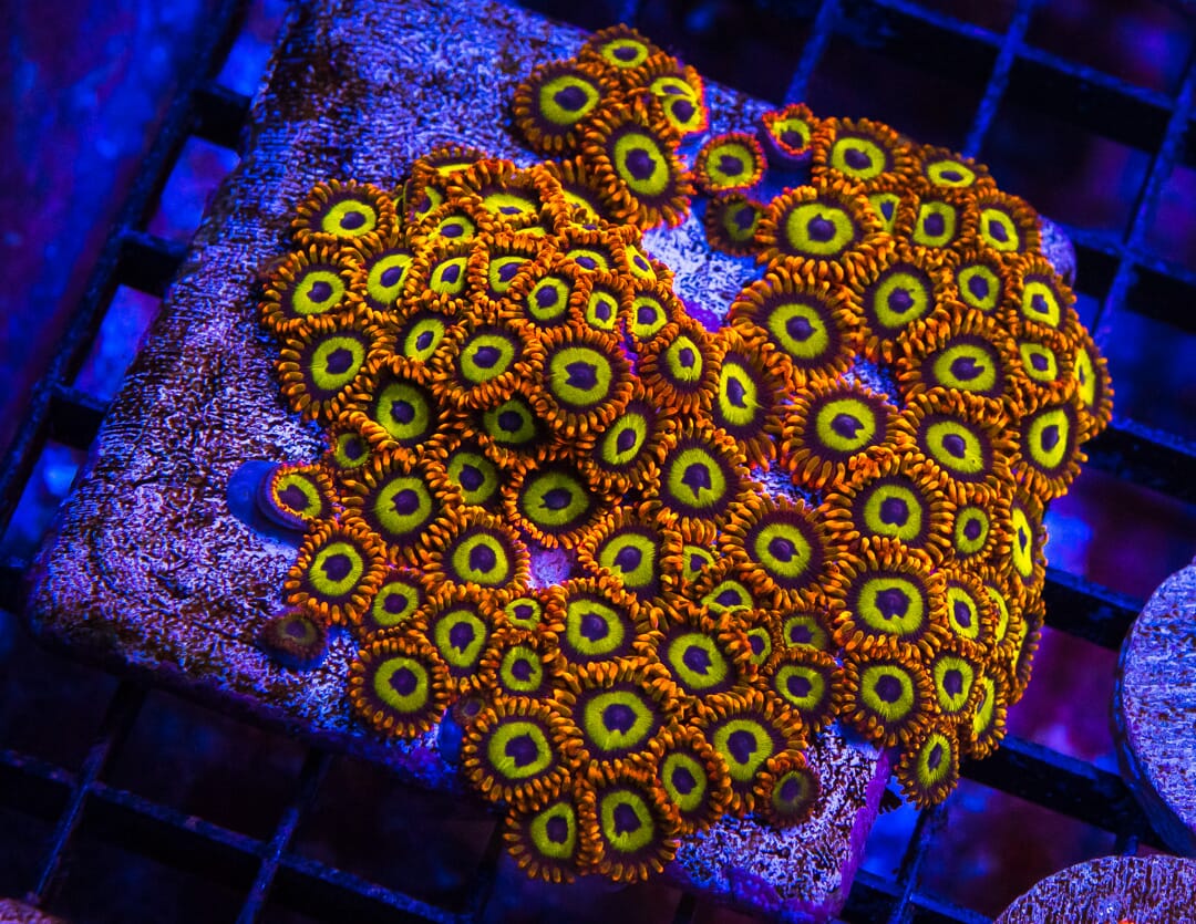 Fruit Loops Zoanthids - Mother Colony