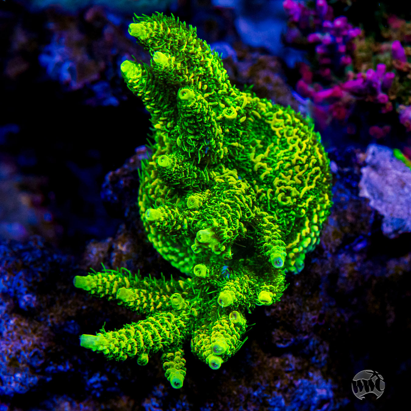 WWC Geiger Counter Mille Acropora