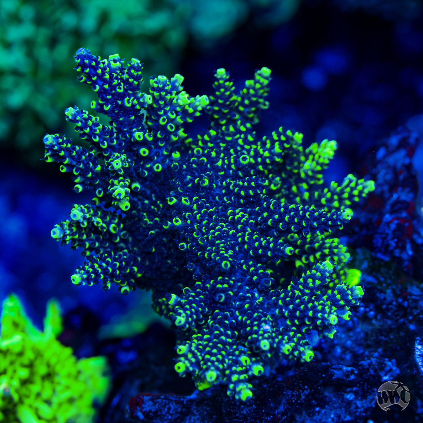 WWC Goblin Acropora