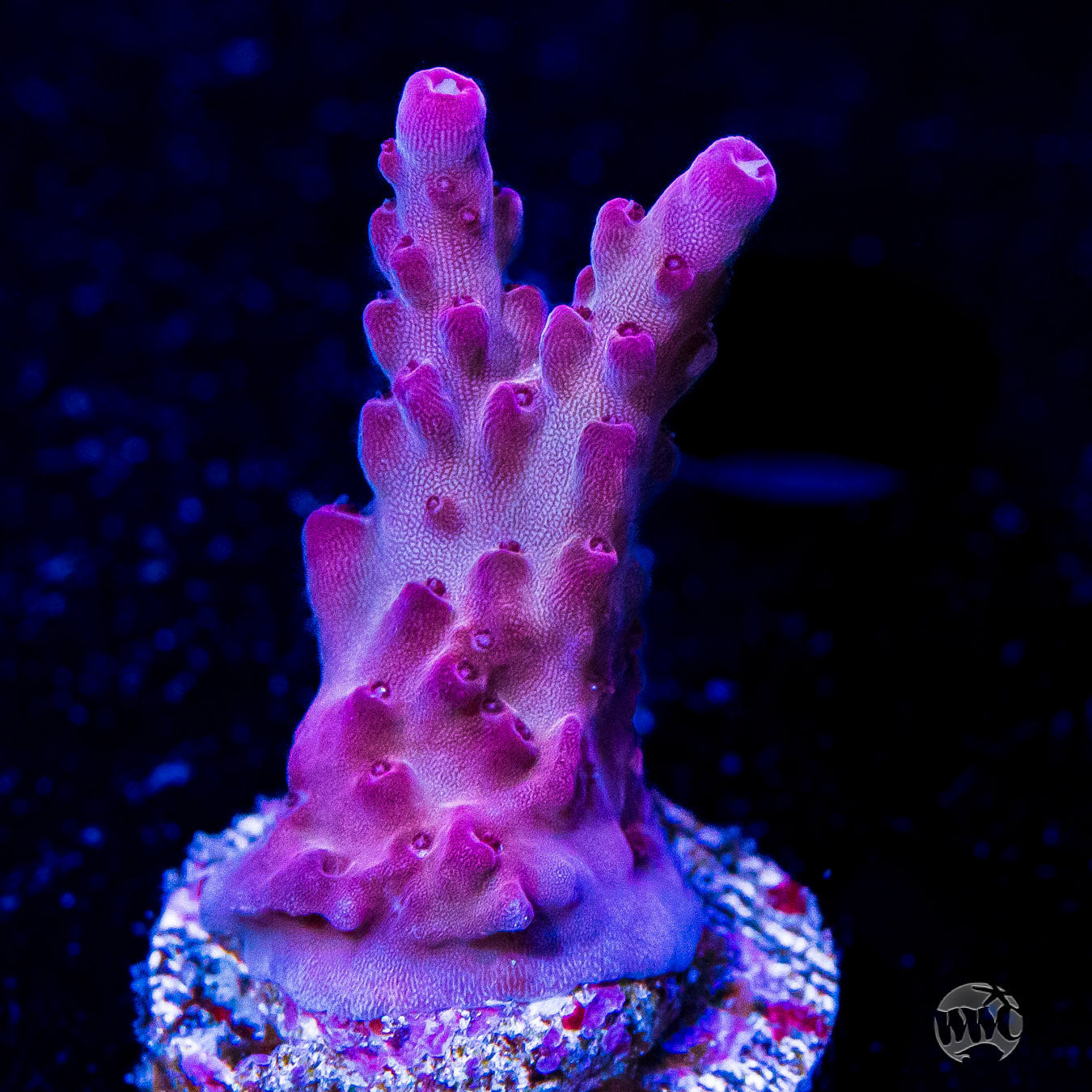 WWC Good Ol Grimmus Acropora