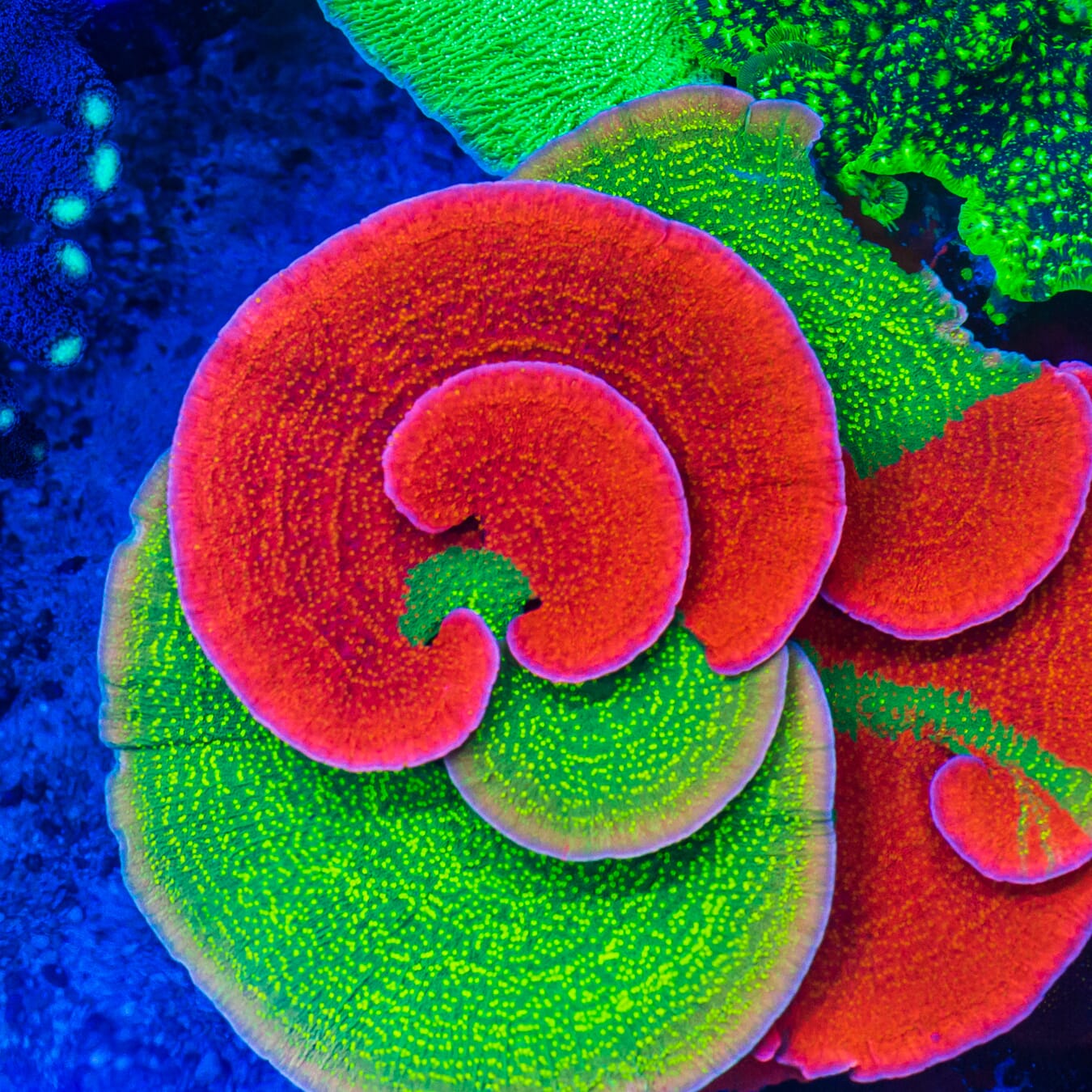 ブラデリス ケイラブラ 2点 redmarine TSA Starscream Tenuis Acropora Coral – Top Shelf Aquatics