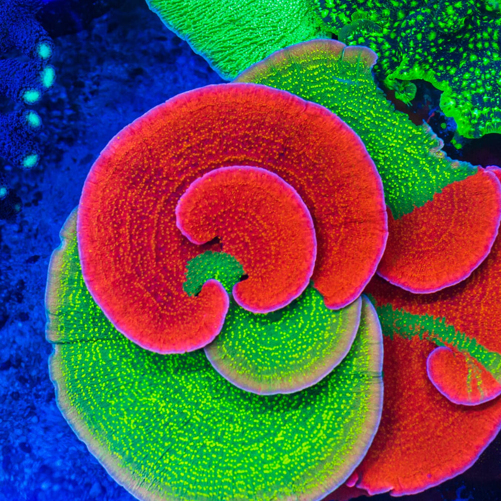 Coral Care Guide For Saltwater Aquarium