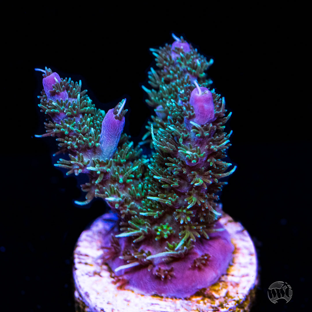 WWC Grizzly Adams Acropora