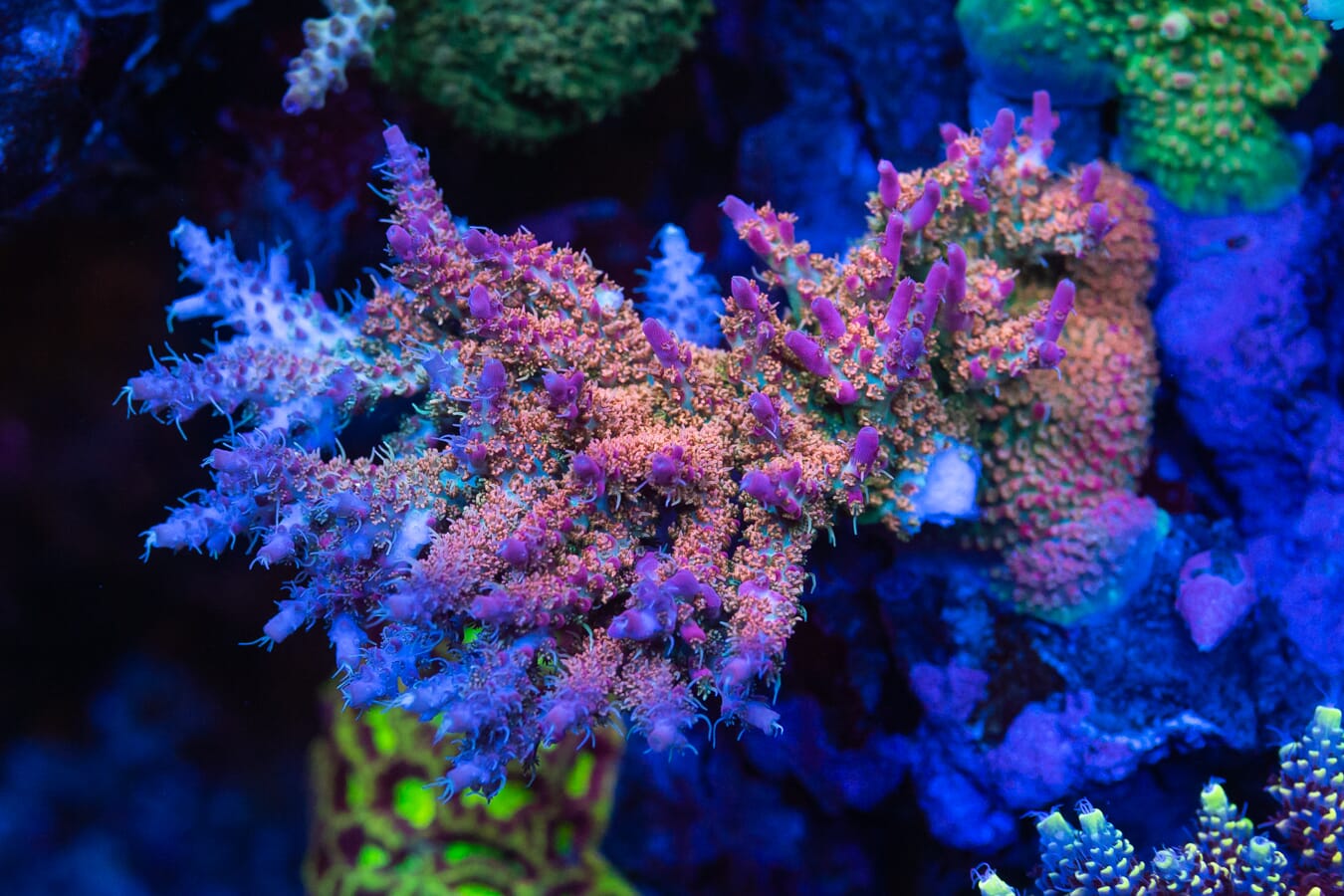 WWC Hippie Juice Acropora - Mother Colony Photo