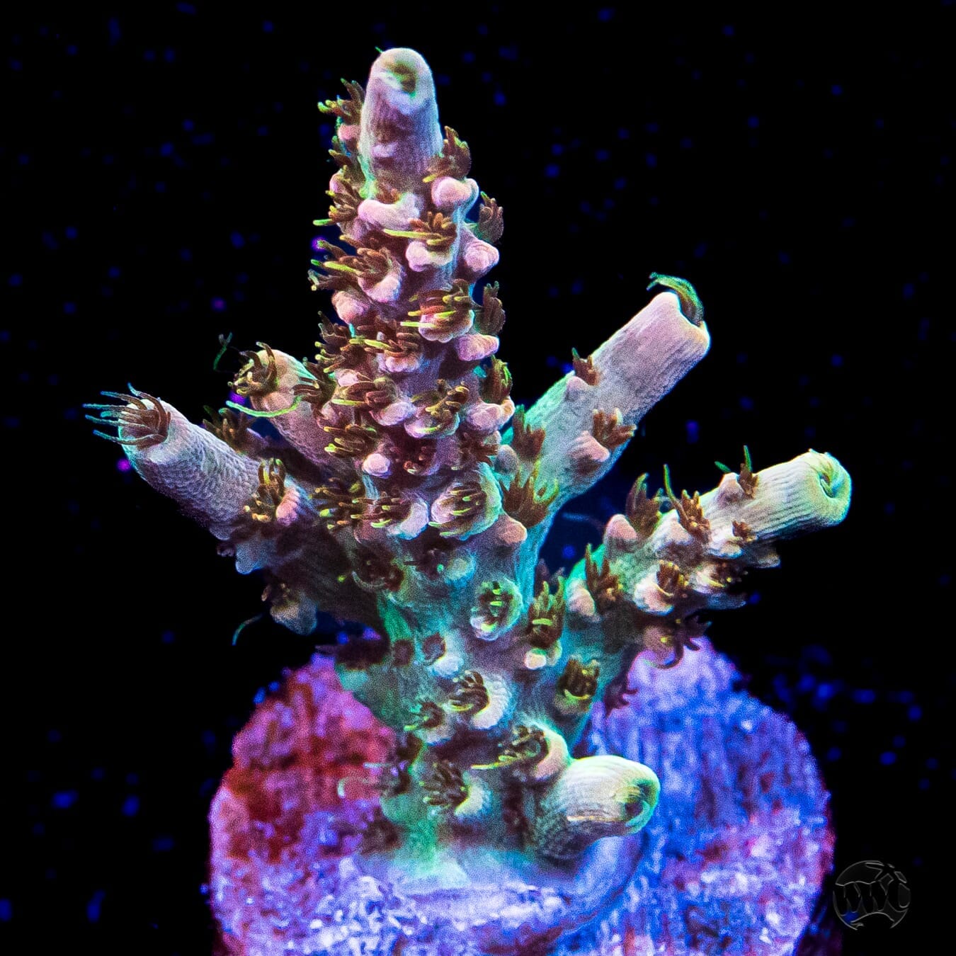 WWC Hollywood Dreams Acropora