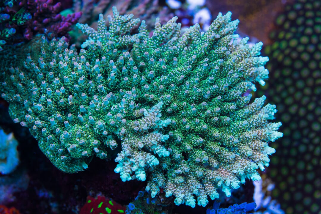 WWC Hollywood Dreams Acropora